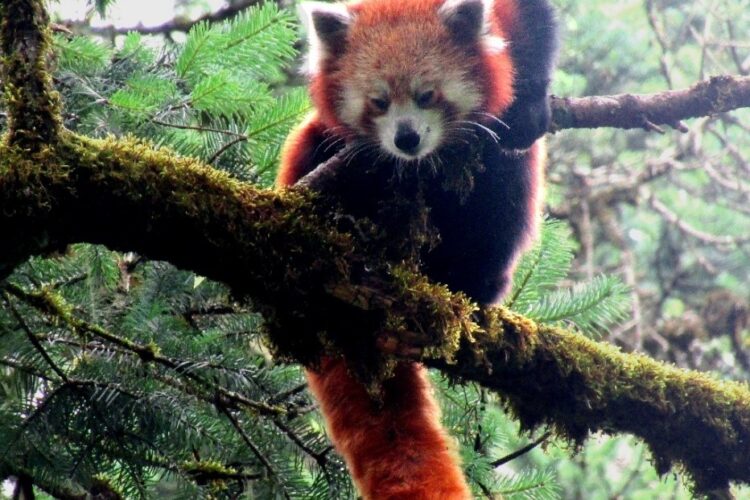 Community Based Red Panda Conservation in Western Nepal/Red Panda Network