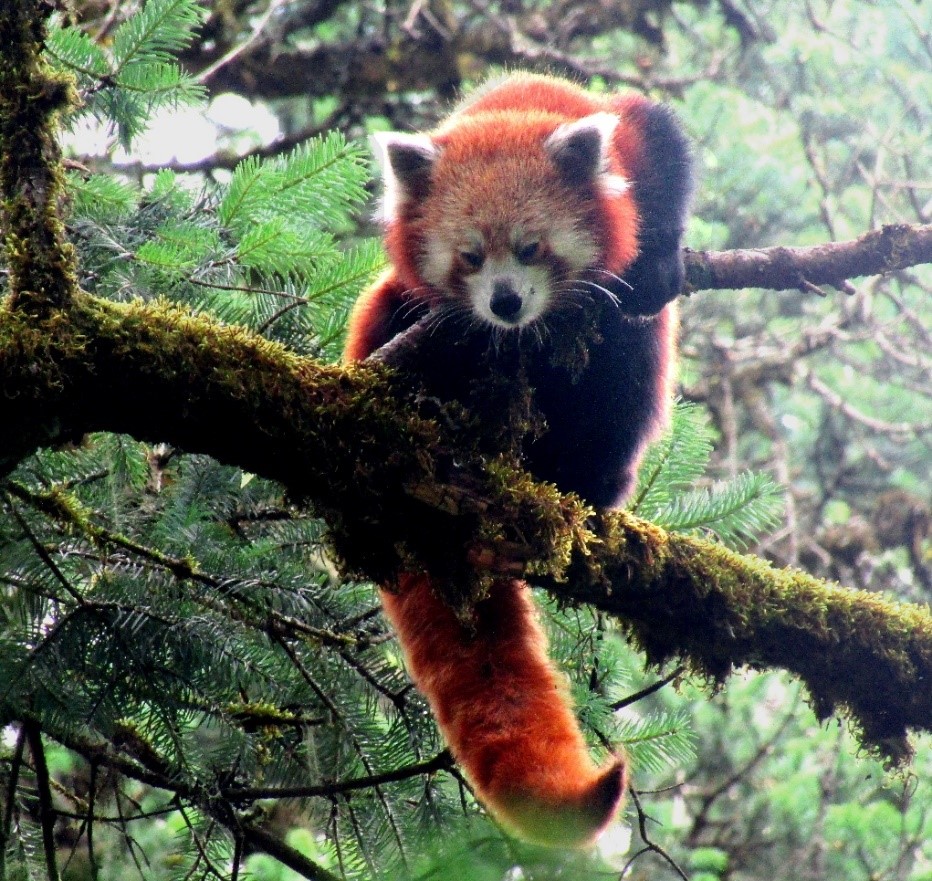 Community Based Red Panda Conservation in Western Nepal/Red Panda Network